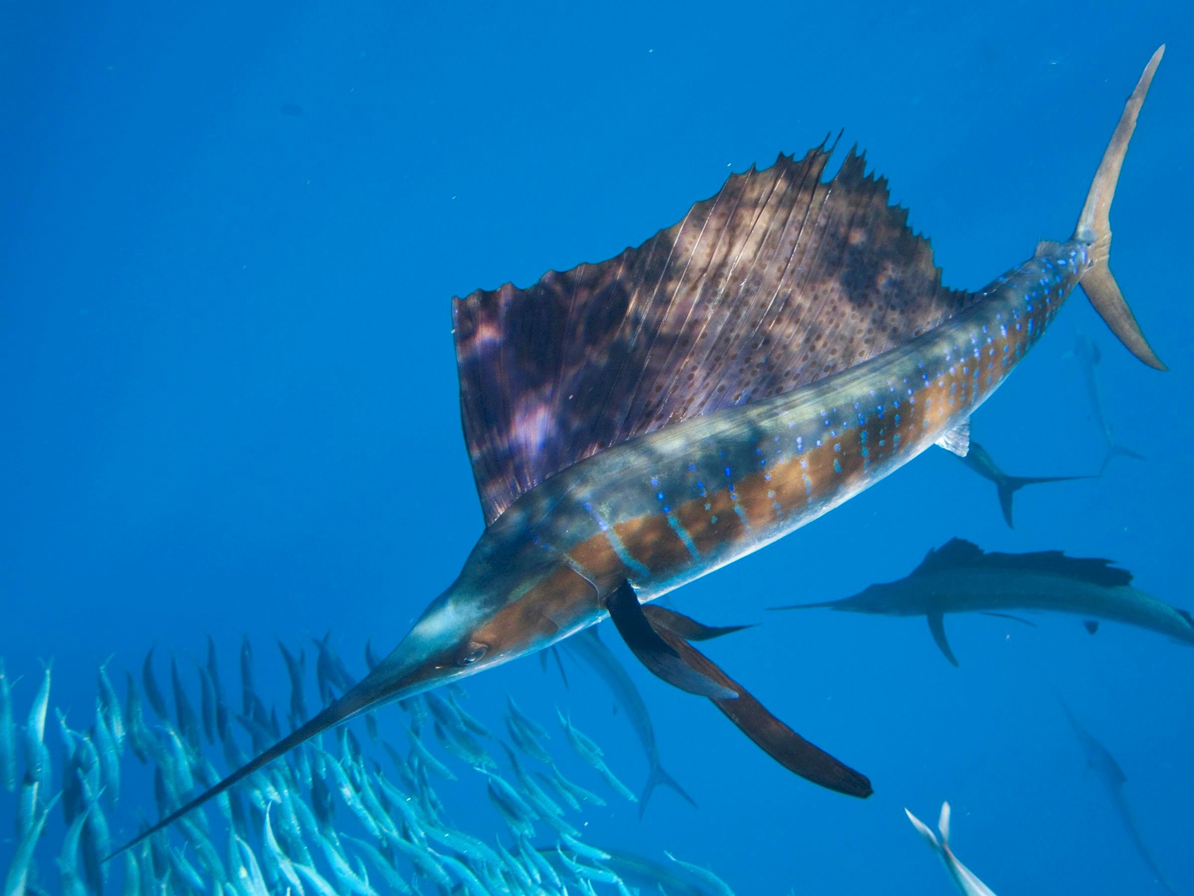 swimming sailfish